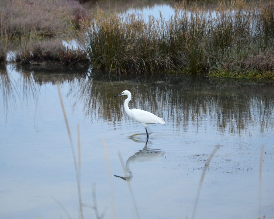 Garzetta.jpg Garzetta.jpg