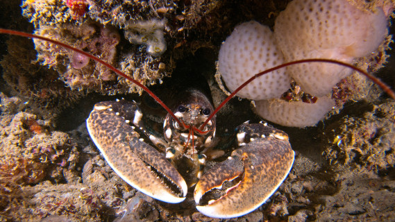 The reef of Venice: le Tegnùe