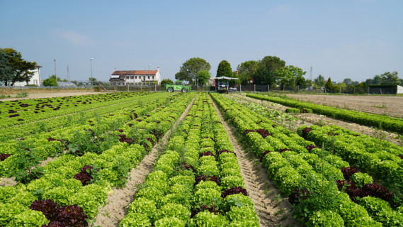The Flavours of Cavallino Treporti