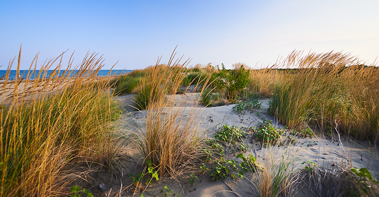 marina-di-venezia-dune2.png