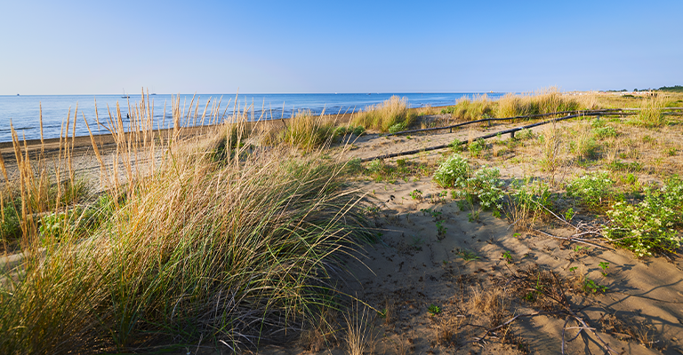 marina-di-venezia-territorio-dune1.png